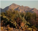 Catalina Mountain with Cacti by 2017 new