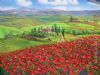 Poppies