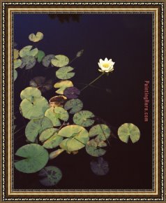 Waterlilies Framed Paintings - Waterlilies by 2017 new