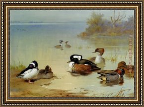 American Hearts II Framed Paintings - Buffel headed duck American green winged teal and hooded merganser by Archibald Thorburn