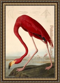 American Hearts II Framed Paintings - American Flamingo by John James Audubon