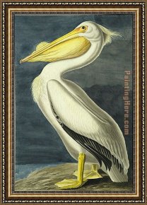 American Hearts II Framed Paintings - American White Pelican by John James Audubon