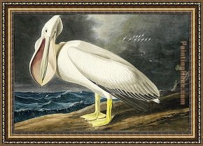 American Hearts II Framed Paintings - American White Pelican i by John James Audubon