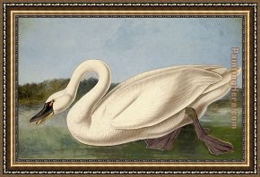 American Hearts II Framed Paintings - Common American Swan by John James Audubon