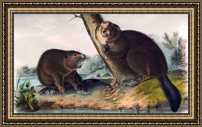 American Hearts II Framed Paintings - North American Beaver by John James Audubon