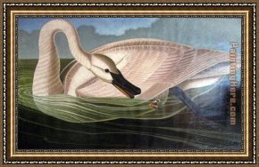 Leda And The Swan Framed Paintings - Swan predator by John James Audubon