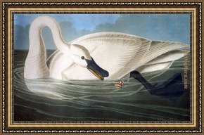 Leda And The Swan Framed Paintings - Trumpeter Swan by John James Audubon