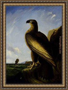 Puffins Over Sea Framed Paintings - Washington Sea Eagle by John James Audubon