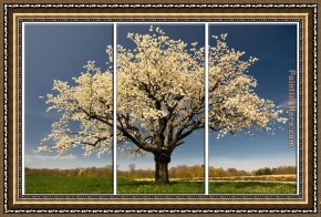 Landscape Framed Paintings - Blossom by landscape