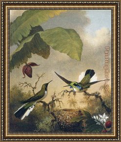 The Ignorant Fairy Framed Paintings - Black-Eared Fairy by Martin Johnson Heade