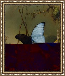 Blue Nude I 1952 Framed Paintings - Blue Morpho Butterfly by Martin Johnson Heade