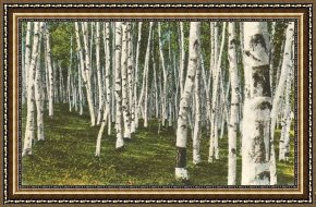 Brazilian Forest Framed Paintings - White Birch Forest, Wisconsin by Norman Parkinson