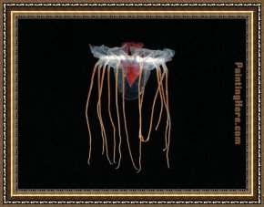 Life Framed Paintings - Jellyfish 1 by Sea life