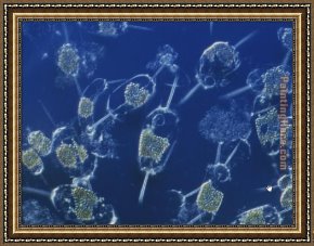 Puffins Over Sea Framed Paintings - Marine Phytoplankton by Sea life