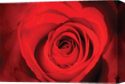 Heart of The Rose Canvas Paintings - Red Rose Heart by 2011