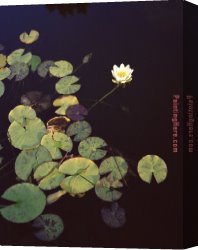 2017 New Canvas Paintings - Waterlilies by 2017 new