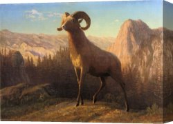 In Western Mountains Canvas Paintings - A Rocky Mountain Sheep Ovis Montana by Albert Bierstadt