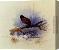 Flowering Apple Tree Branch Canvas Paintings - A Nepalese black headed nun in the branch of a tree by Archibald Thorburn