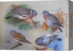 A Hunter at Rest in The Woods Canvas Paintings - A Wood Pigeon A Stock Dove A Turtle Dove A Rock Pigeon by Archibald Thorburn