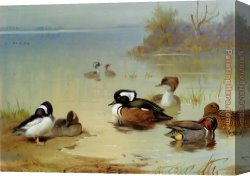 American Canvas Paintings - Buffel headed duck American green winged teal and hooded merganser by Archibald Thorburn