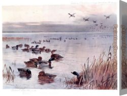 Lake Arrowhead Canvas Paintings - Mallard on the Lake at Sandringham by Archibald Thorburn
