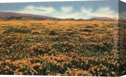 Poppies 1886 Canvas Paintings - A Field of Californian Poppies by Claude Monet