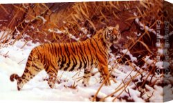 A Tiger And a Serpent Canvas Paintings - Siberischer Tiger In Einer Schneelandschaft by Hugo Ungewitter