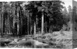 Portrait of The Painter Ivan Shishkin Canvas Paintings - Mast Tree Grove by Ivan Shishkin
