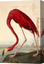 American Canvas Paintings - American Flamingo by John James Audubon