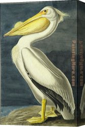American Canvas Paintings - American White Pelican by John James Audubon