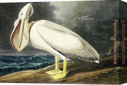 American Canvas Paintings - American White Pelican i by John James Audubon