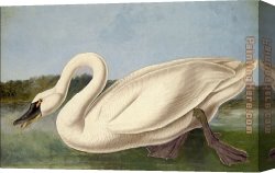 American Canvas Paintings - Common American Swan by John James Audubon