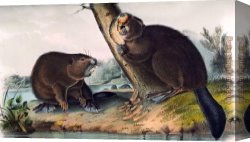 American Canvas Paintings - North American Beaver by John James Audubon