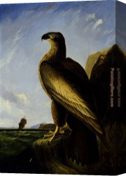 Puffins Over Sea Canvas Paintings - Washington Sea Eagle by John James Audubon
