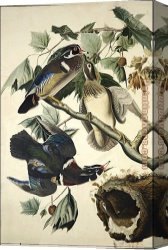 A Hunter at Rest in The Woods Canvas Paintings - Wood Duck by John James Audubon