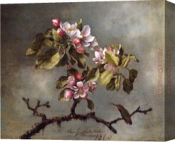 Hummingbird Canvas Paintings - Apple Blossoms and Hummingbird by Martin Johnson Heade