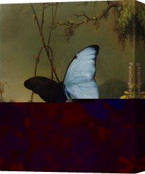 Martin Johnson Heade Canvas Paintings - Blue Morpho Butterfly by Martin Johnson Heade
