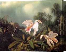 jungle orchids and hummingbirds