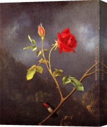 Martin Johnson Heade Canvas Paintings - Red Rose with Ruby Throat by Martin Johnson Heade