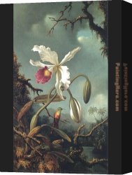 Orchid Canvas Paintings - White Brazilian Orchid by Martin Johnson Heade