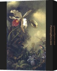 Orchid Canvas Paintings - White Orchid and Hummingbird by Martin Johnson Heade