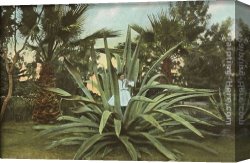Norman Parkinson Canvas Paintings - Girl in Century Plant, Maguey, Agave by Norman Parkinson