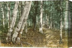 Norman Parkinson Canvas Paintings - Riverside Path, White Mountains, New Hampshire by Norman Parkinson