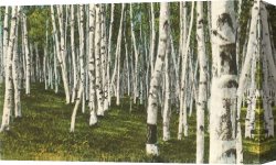 Norman Parkinson Canvas Paintings - White Birch Forest, Wisconsin by Norman Parkinson