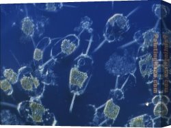 Puffins Over Sea Canvas Paintings - Marine Phytoplankton by Sea life