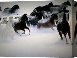 Horse's Canvas Paintings - Horses by Unknown Artist