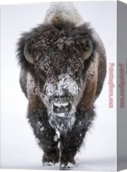 American Artist And Model I Canvas Paintings - Snow Dusted American Bison by Unknown Artist