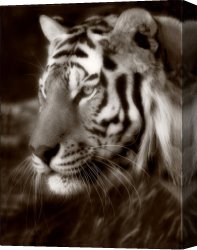 Tiger Canvas Paintings - Untitled Tiger by Unknown Artist