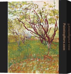 Pear Tree Canvas Paintings - Cherry Tree by Vincent van Gogh