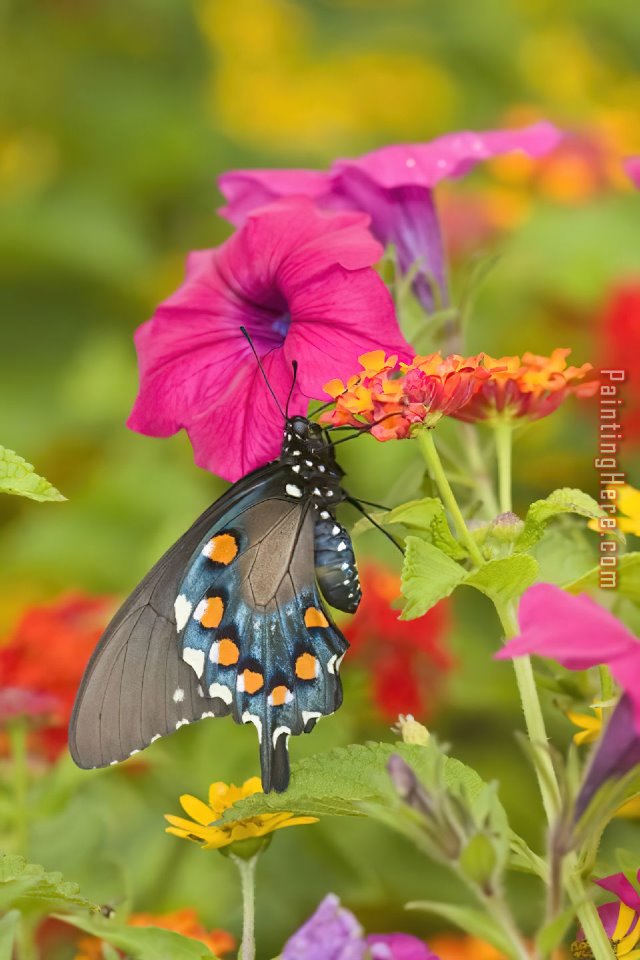 Pipevine Swallowtail by 2011